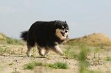 CHIEN FINNOIS DE LAPONIE 365
